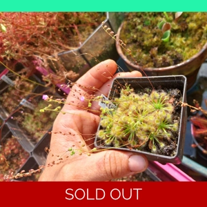 Drosera omissa x pulchella, 10+ gemmae